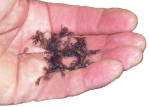 SCP comparable to hydrogen peroxide as catfish egg disinfectant