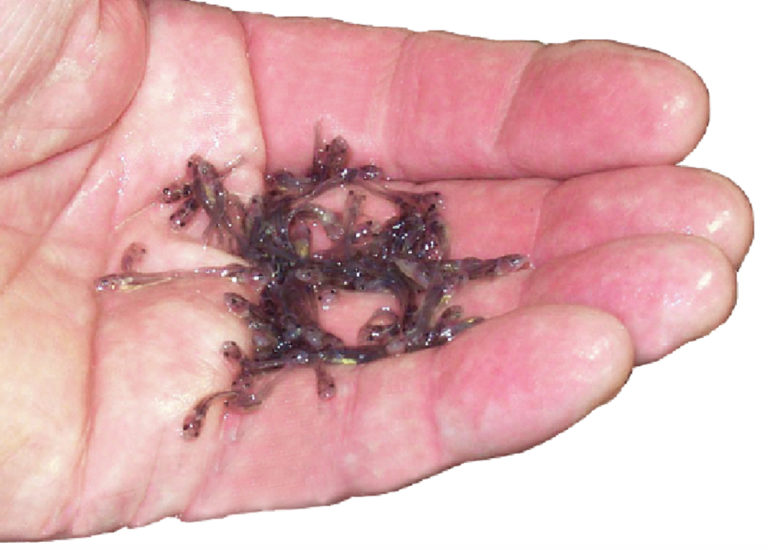 Article image for SCP comparable to hydrogen peroxide as catfish egg disinfectant