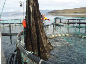 Photoperiod regulation inhibits spawning, promotes growth in Atlantic cod