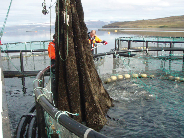 Article image for Photoperiod regulation inhibits spawning, promotes growth in Atlantic cod