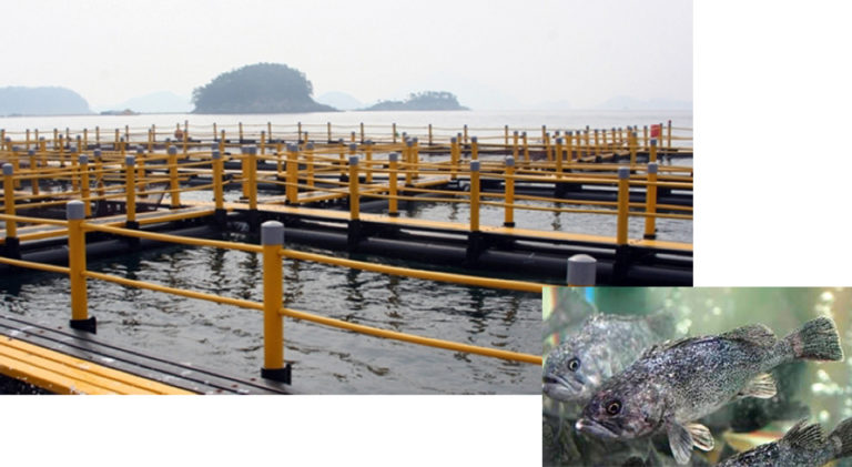 Article image for Korean rockfish production