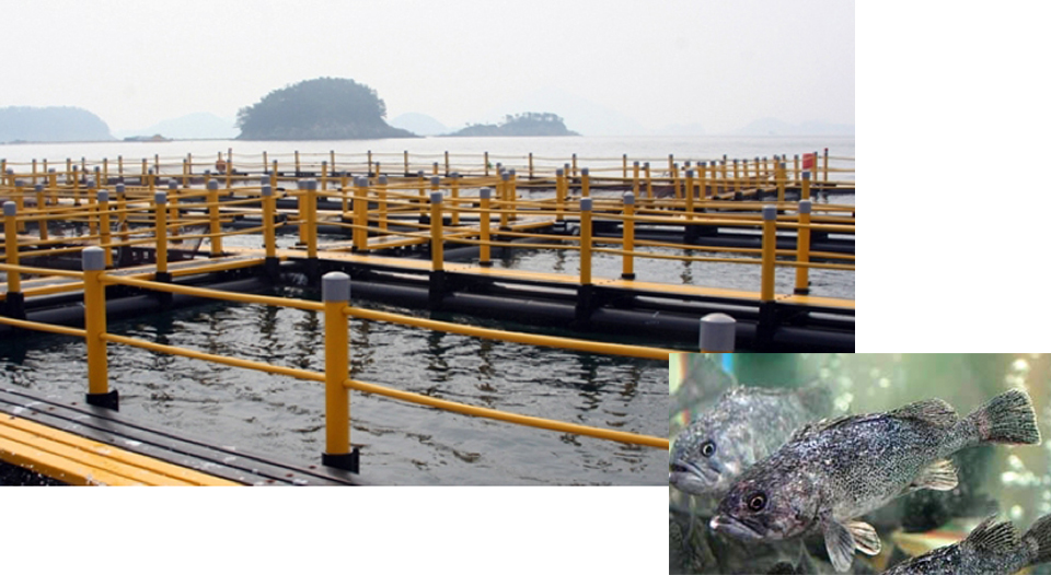 Article image for Korean rockfish production