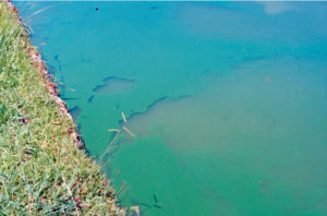 Phytoplankton in aquaculture ponds