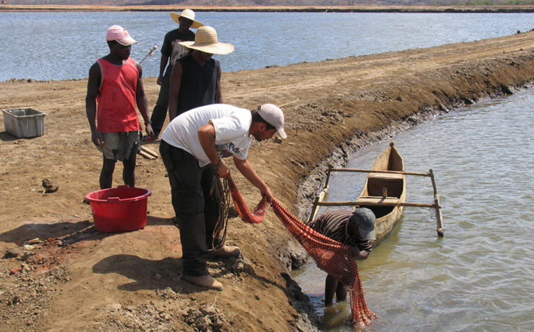 Article image for Relevance of sampling protocols to determine shrimp, fish health