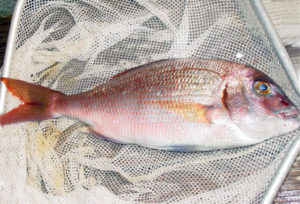 Atlantic red porgy aquaculture