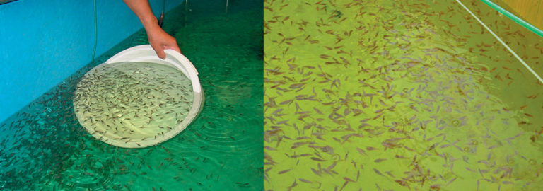 Article image for Indonesian methods achieve mass production of grouper seedstock