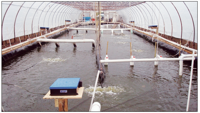 Article image for Greenhouse-enclosed superintensive shrimp production