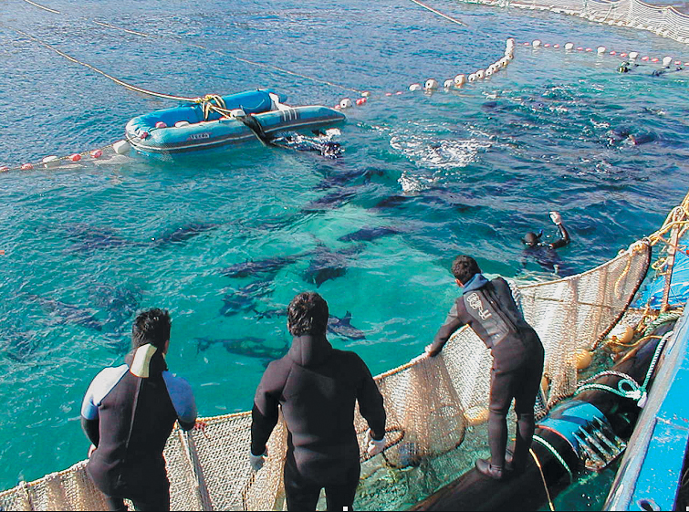 Article image for Tuna aquaculture faces challenges in continued growth
