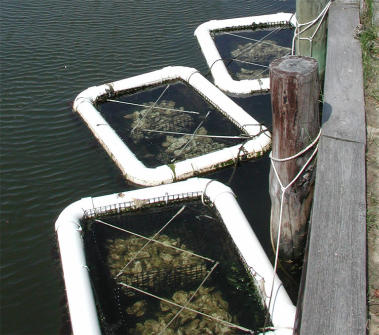 Article image for Restoration program in Inland Bays improves ecosystems as oyster populations recover