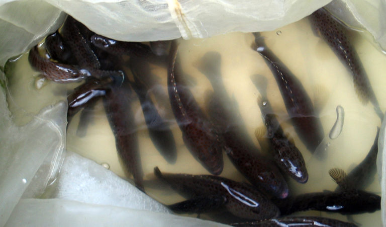 Article image for Frontiers of immunization in fish culture