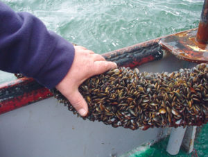 Shellfish innovations in the Netherlands: Mussel seed collectors