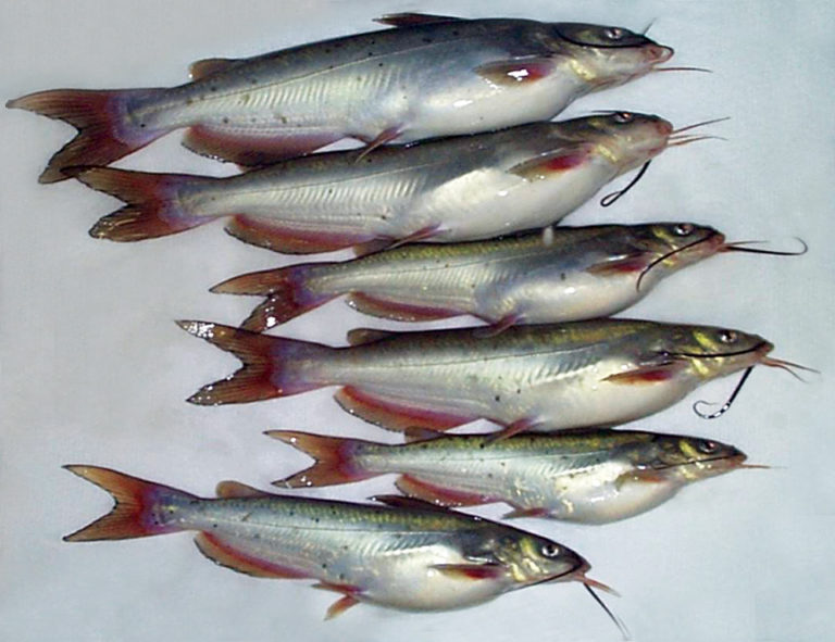 Article image for Genetic response to selection in channel catfish