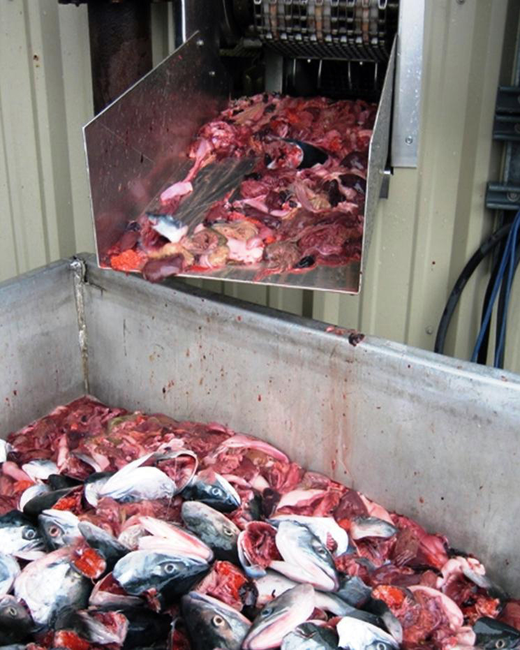 Article image for U.S. agencies focus on fishmeal in feed