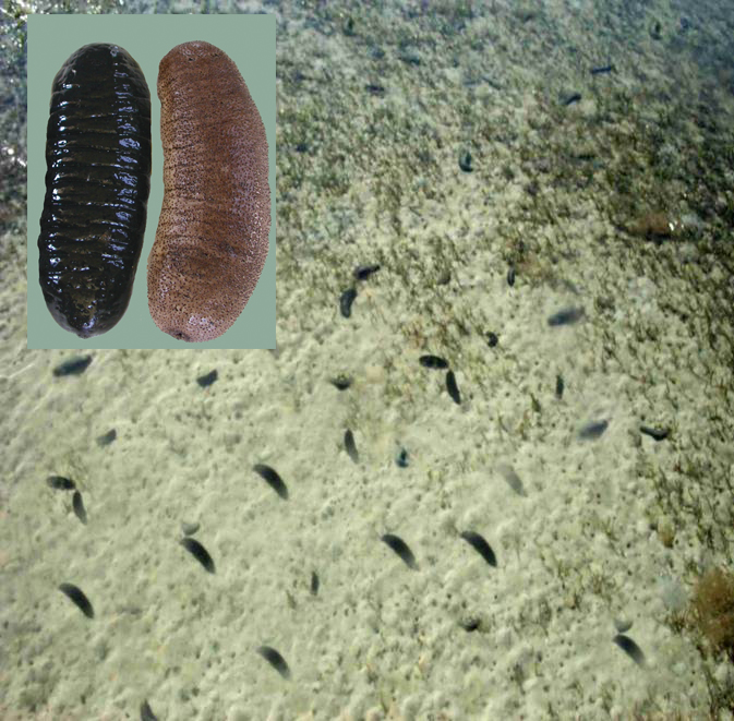 Article image for Tropical sea cucumber culture