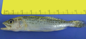 Spotted sea trout studies identify nutrition requirements, benefit of exercise