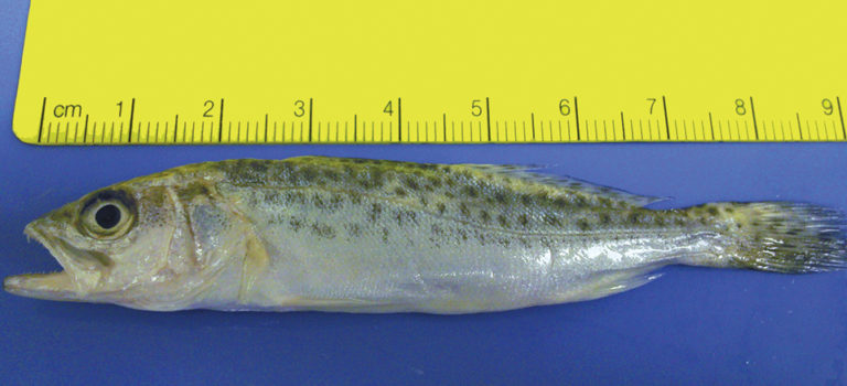 Article image for Spotted sea trout studies identify nutrition requirements, benefit of exercise