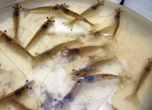 Enhancing immunity: Tools for protecting farmed shrimp
