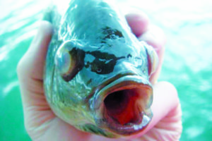 Streptococcosis in tilapia