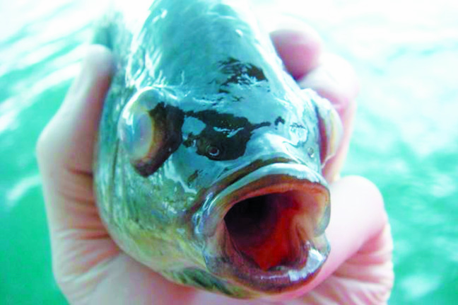 Article image for Streptococcosis in tilapia