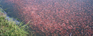 Artificial incubation, hormonal sex reversal promoted tilapia boom