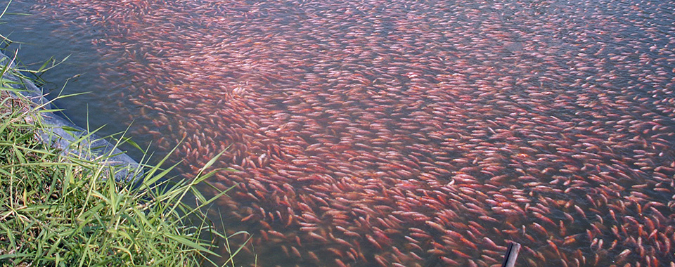Article image for Artificial incubation, hormonal sex reversal promoted tilapia boom