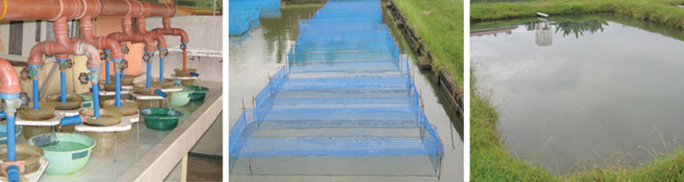 Article image for Tilapia fingerlings from varied systems deliver similar grow-out performance