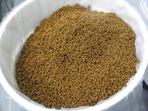 Biotechnology could combine positive traits in seed-based fish feed