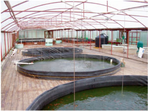 Greenhouse covers, intensive management enhance tilapia fingerling production