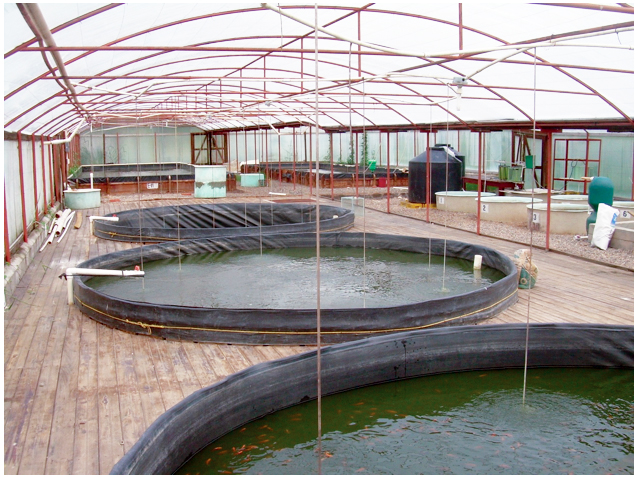 Article image for Greenhouse covers, intensive management enhance tilapia fingerling production