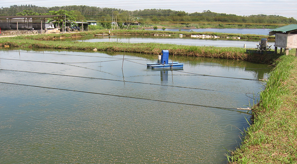 Article image for Are seafood safety requirements pointing to vertical integration?