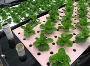Interest rises in backyard aquaculture
