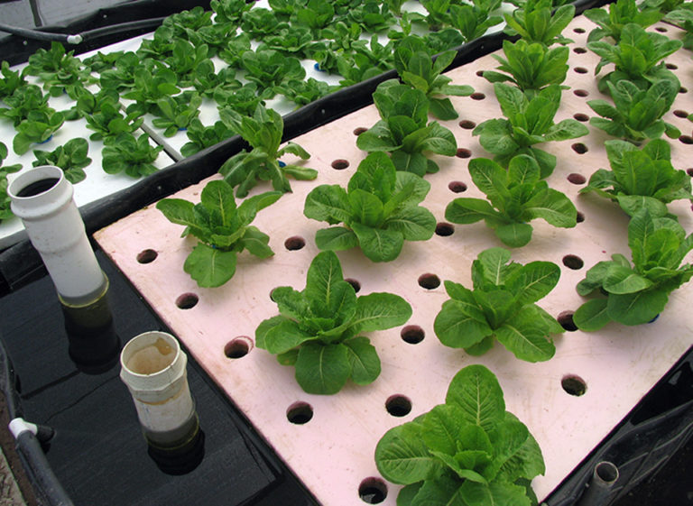 Article image for Interest rises in backyard aquaculture