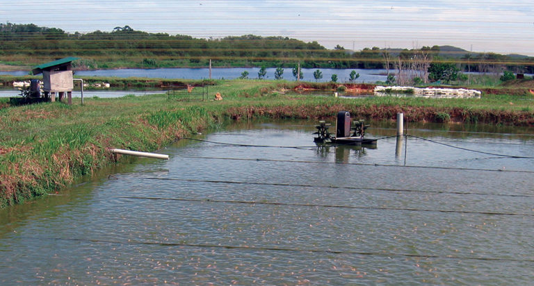 Article image for Oxygen demand of aquaculture feed