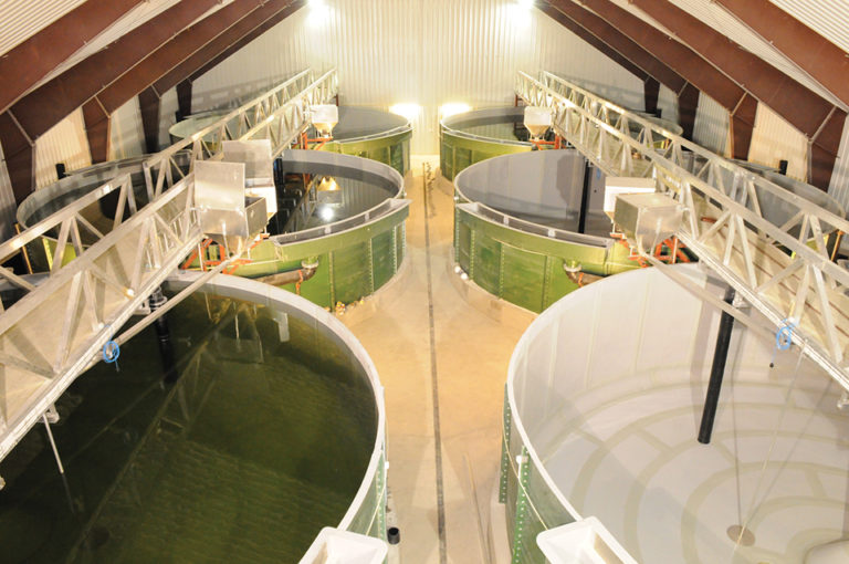 Article image for New Norwegian RAS farm produces salmon smolts