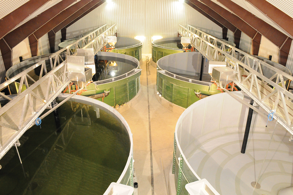 Article image for New Norwegian RAS farm produces salmon smolts