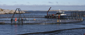Delousing salmon in large net pens