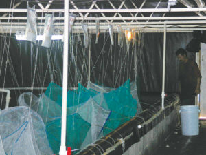 Testing may help increase IHHNV tolerance in Pacific white shrimp