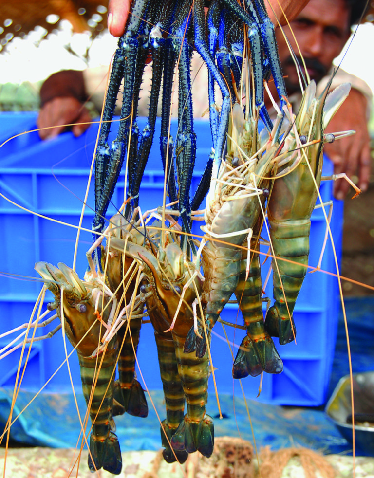 Article image for Organic prawn farming comes to India’s rice fields