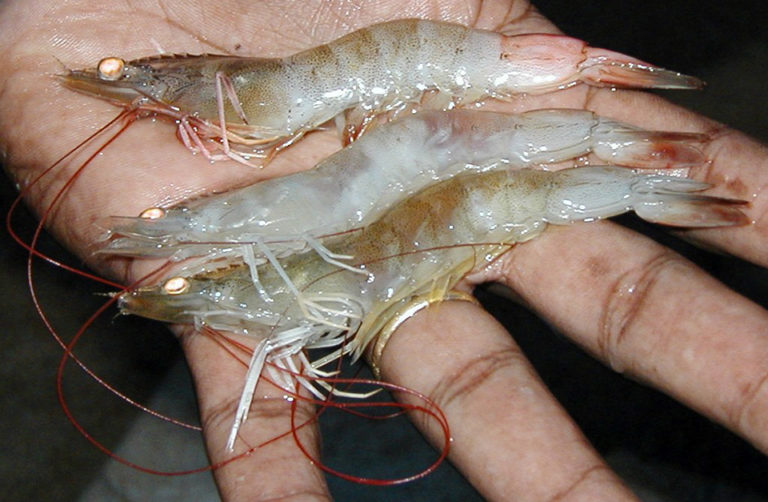 Article image for Proactive disease management counters ISA, IMN