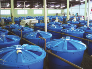 Fatty acids in feeds improve growth, lipid profiles of white shrimp farmed at high salinity