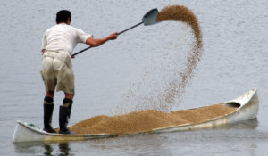 Emerging issues for sustainable feed