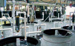 Bacterial testing improves biosecurity at marine hatchery