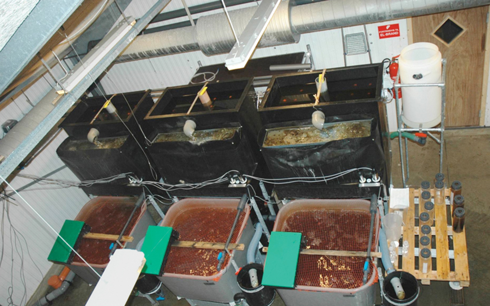 Article image for Hydrogen peroxide: Disinfectant for recirculating aquaculture systems