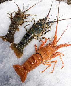 Genetics, environment define crustacean color