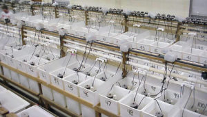 Methionine requirements estimated for white shrimp