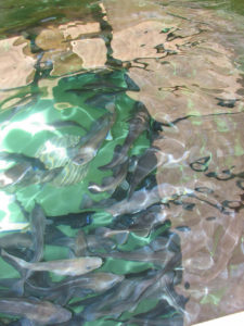 Whole genome sequencing of aquaculture species