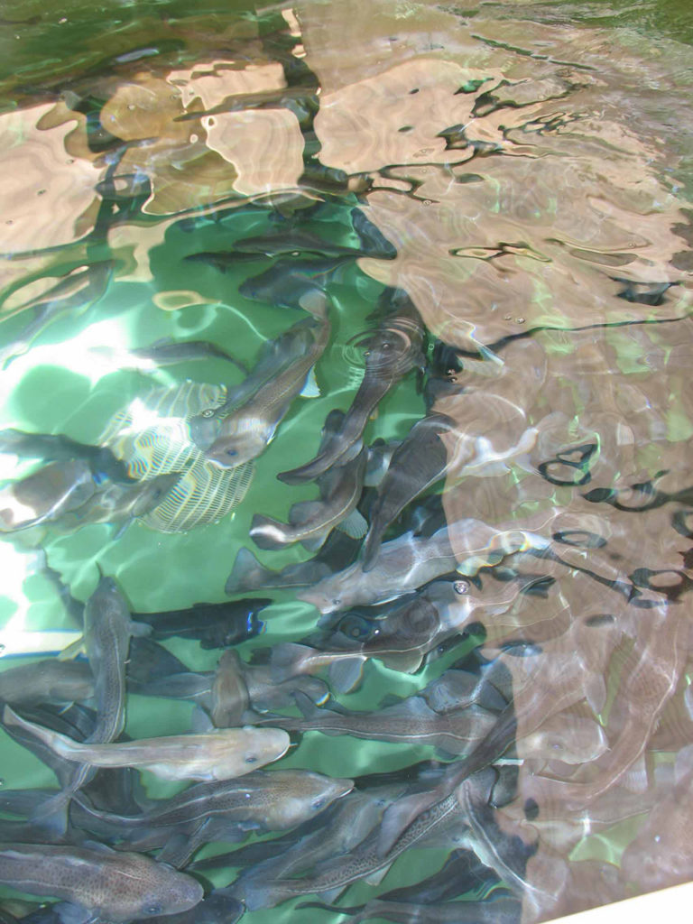 Article image for Whole genome sequencing of aquaculture species