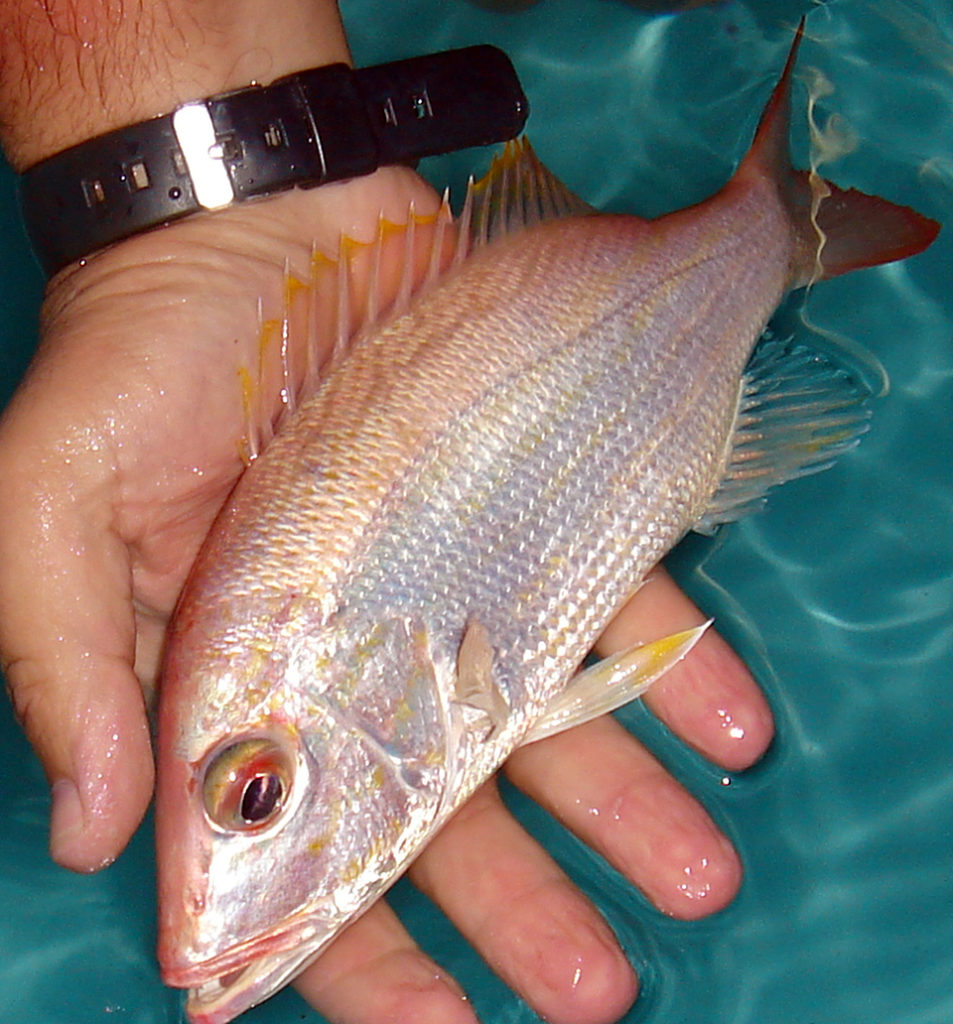 Article image for Mutton snappers grow well on plant-based diets