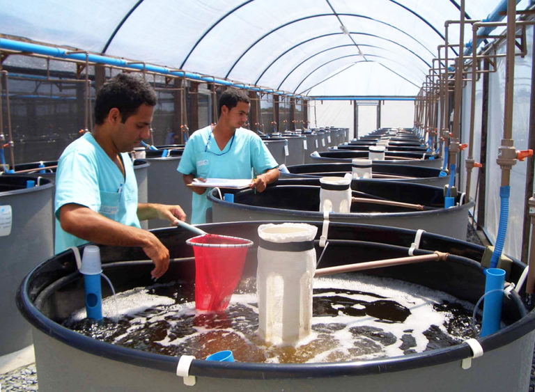 Article image for Tank effects impact selection responses in shrimp breeding