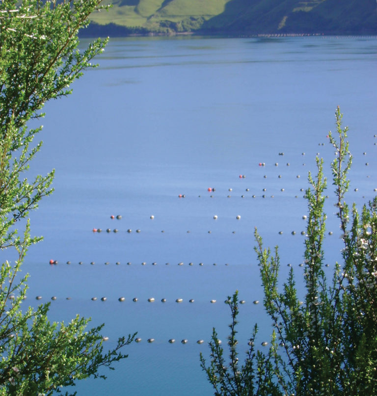 Article image for New Zealand addresses social factors in aquaculture development